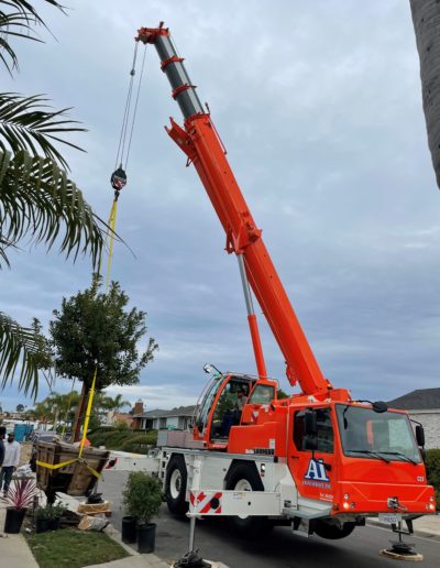 Crane lifts Tree